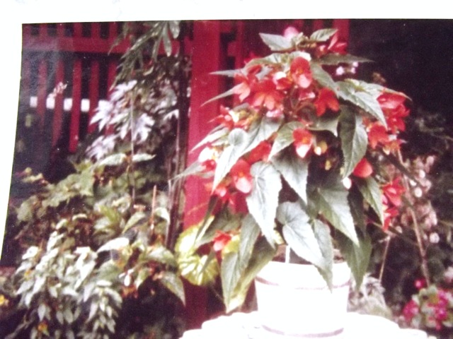 B. ‘Framingham’